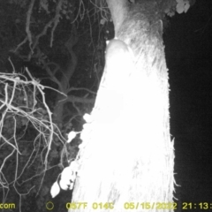 Pseudocheirus peregrinus (Common Ringtail Possum) at Monitoring Site 121 - Road - 15 May 2022 by ChrisAllen