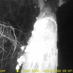 Unverified Mammal at Baranduda, VIC - 5 Jun 2022 by ChrisAllen