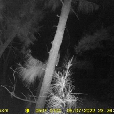 Petaurus norfolcensis (Squirrel Glider) at Monitoring Site 144 - Revegetation - 7 May 2022 by ChrisAllen