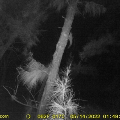 Petaurus notatus (Krefft’s Glider, Sugar Glider) at WREN Reserves - 13 May 2022 by ChrisAllen