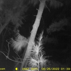 Petaurus norfolcensis (Squirrel Glider) at Monitoring Site 144 - Revegetation - 24 May 2022 by ChrisAllen