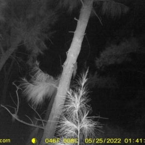 Petaurus norfolcensis at Baranduda, VIC - 25 May 2022 01:39 AM