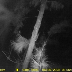 Petaurus norfolcensis (Squirrel Glider) at Monitoring Site 144 - Revegetation - 4 Jun 2022 by ChrisAllen