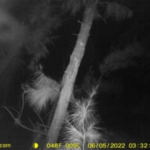 Petaurus norfolcensis at Baranduda, VIC - 5 Jun 2022 03:32 AM