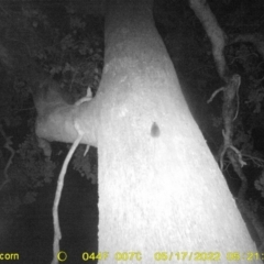 Unidentified Rat (TBC) at Baranduda, VIC - 16 May 2022 by ChrisAllen