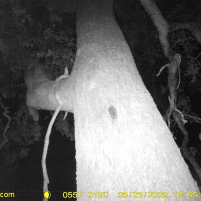 Rattus rattus at WREN Reserves - 25 May 2022 by ChrisAllen