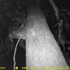 Rattus rattus at Monitoring Site 131 - Remnant - 4 Jun 2022 by ChrisAllen