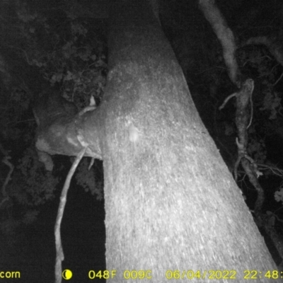 Rattus rattus at WREN Reserves - 4 Jun 2022 by ChrisAllen