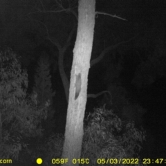 Petaurus norfolcensis (Squirrel Glider) at Baranduda Regional Park - 3 May 2022 by ChrisAllen