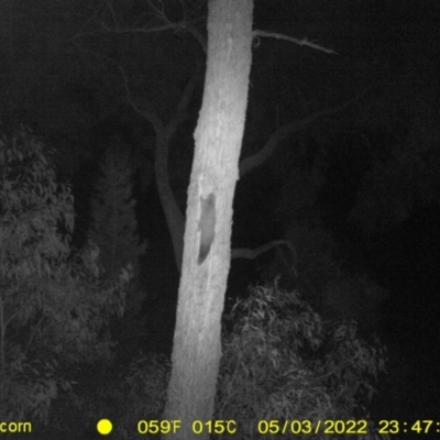 Petaurus norfolcensis (Squirrel Glider) at Baranduda Regional Park - 3 May 2022 by ChrisAllen