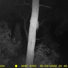 Petaurus norfolcensis at Baranduda, VIC - 3 May 2022 11:48 PM