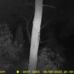 Petaurus norfolcensis (Squirrel Glider) at Baranduda Regional Park - 6 May 2022 by ChrisAllen