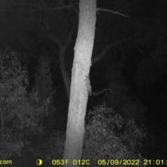 Petaurus norfolcensis (Squirrel Glider) at Baranduda, VIC - 9 May 2022 by ChrisAllen