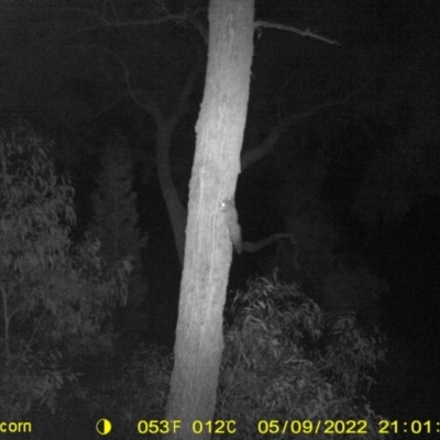 Petaurus norfolcensis (Squirrel Glider) at Baranduda, VIC - 9 May 2022 by ChrisAllen