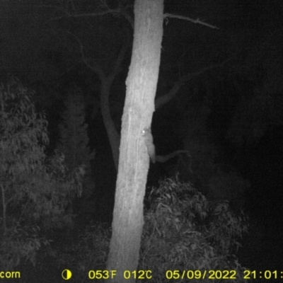 Petaurus norfolcensis (Squirrel Glider) at Monitoring Site 132 - Remnant - 9 May 2022 by ChrisAllen