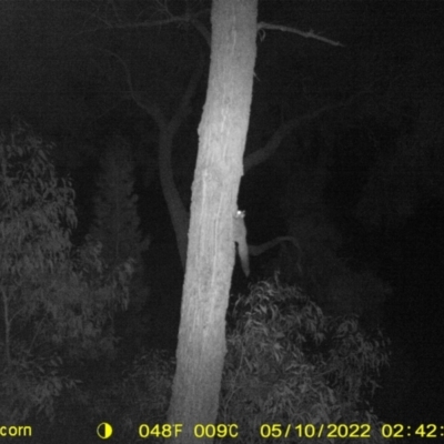Petaurus notatus (Krefft’s Glider, formerly Sugar Glider) at Baranduda Regional Park - 10 May 2022 by ChrisAllen