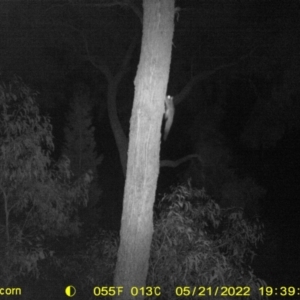 Petaurus notatus at Baranduda, VIC - 21 May 2022