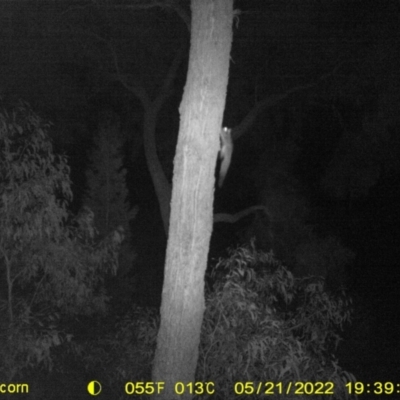 Petaurus notatus (Krefft’s Glider, formerly Sugar Glider) at Baranduda Regional Park - 21 May 2022 by ChrisAllen