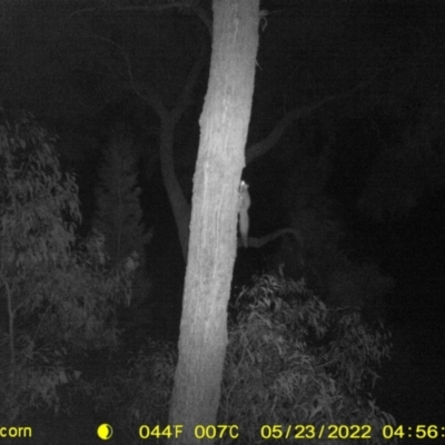 Petaurus norfolcensis (Squirrel Glider) at Baranduda Regional Park - 22 May 2022 by ChrisAllen