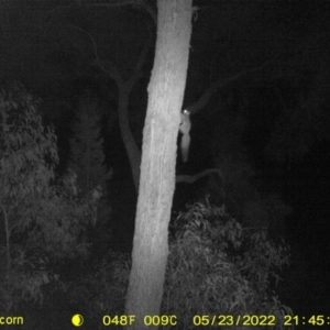 Petaurus notatus at Baranduda, VIC - 23 May 2022