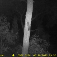 Petaurus norfolcensis (Squirrel Glider) at Wodonga - 26 May 2022 by ChrisAllen