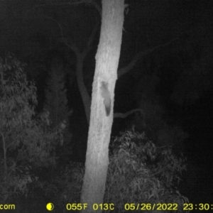 Petaurus norfolcensis at Baranduda, VIC - 26 May 2022 11:30 PM