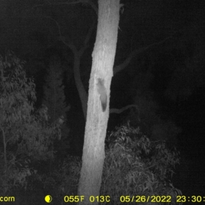 Petaurus norfolcensis (Squirrel Glider) at Monitoring Site 132 - Remnant - 26 May 2022 by ChrisAllen