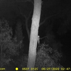 Petaurus notatus (Krefft’s Glider, formerly Sugar Glider) at Baranduda Regional Park - 27 May 2022 by ChrisAllen