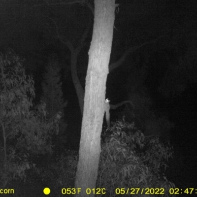 Petaurus notatus (Krefft’s Glider, Sugar Glider) at Monitoring Site 132 - Remnant - 26 May 2022 by ChrisAllen