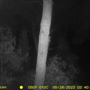 Petaurus notatus at Baranduda, VIC - 28 May 2022