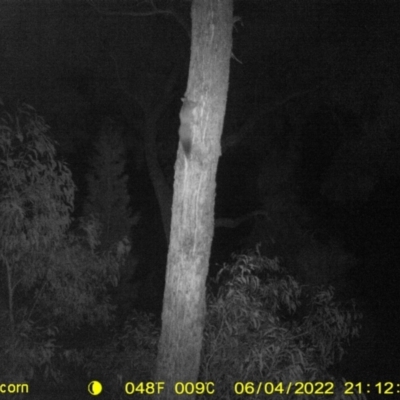 Petaurus norfolcensis (Squirrel Glider) at Baranduda Regional Park - 4 Jun 2022 by ChrisAllen