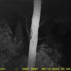 Petaurus norfolcensis (Squirrel Glider) at Baranduda Regional Park - 13 Jun 2022 by ChrisAllen