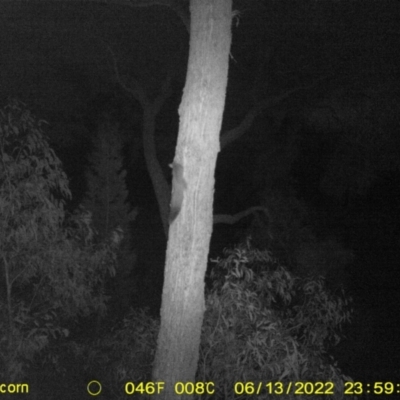 Petaurus norfolcensis (Squirrel Glider) at Baranduda, VIC - 13 Jun 2022 by ChrisAllen