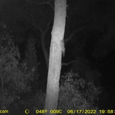 Petaurus norfolcensis (Squirrel Glider) at Baranduda Regional Park - 17 Jun 2022 by ChrisAllen