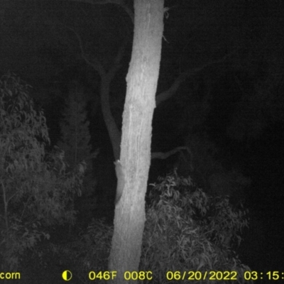 Petaurus norfolcensis (Squirrel Glider) at Baranduda Regional Park - 19 Jun 2022 by ChrisAllen