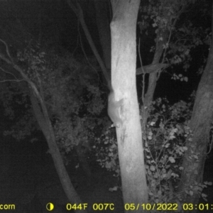 Trichosurus vulpecula at Baranduda, VIC - 10 May 2022