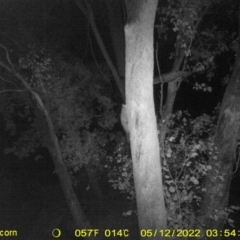 Petaurus notatus (Krefft’s Glider, Sugar Glider) at Monitoring Site 148 - Road - 11 May 2022 by ChrisAllen