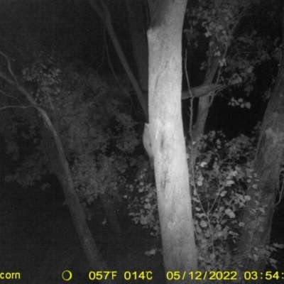 Petaurus notatus (Krefft’s Glider, Sugar Glider) at Monitoring Site 148 - Road - 11 May 2022 by ChrisAllen