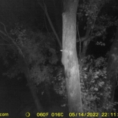 Trichosurus vulpecula (Common Brushtail Possum) at Monitoring Site 148 - Road - 14 May 2022 by ChrisAllen