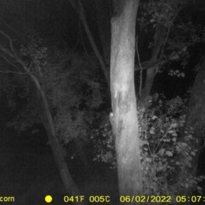 Petaurus norfolcensis at Baranduda, VIC - 2 Jun 2022 05:07 AM