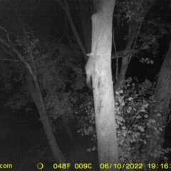 Trichosurus vulpecula (Common Brushtail Possum) at Monitoring Site 148 - Road - 10 Jun 2022 by ChrisAllen