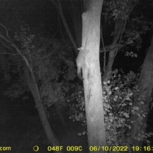 Trichosurus vulpecula at Baranduda, VIC - 10 Jun 2022 07:16 PM