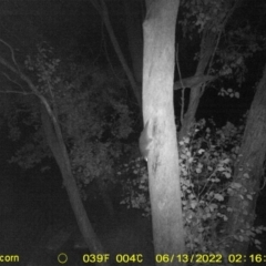 Pseudocheirus peregrinus (Common Ringtail Possum) at Monitoring Site 148 - Road - 12 Jun 2022 by ChrisAllen