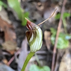 Pterostylis pedunculata (Maroonhood) at Paddys River, ACT - 6 Aug 2022 by NedJohnston
