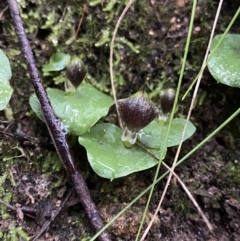 Corysanthes grumula (Stately helmet orchid) at Paddys River, ACT - 6 Aug 2022 by Ned_Johnston