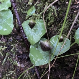 Corysanthes grumula at suppressed - 6 Aug 2022