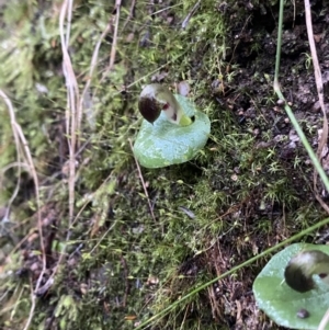 Corysanthes grumula at suppressed - 6 Aug 2022