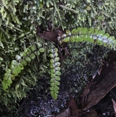 Blechnum fluviatile (Way Water Fern) at Tidbinbilla Nature Reserve - 6 Aug 2022 by NedJohnston