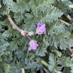 Erodium cicutarium at Jerrabomberra, NSW - 6 Aug 2022 05:22 PM