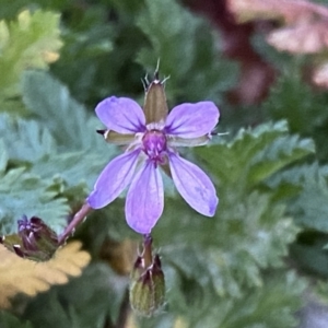 Erodium cicutarium at Jerrabomberra, NSW - 6 Aug 2022 05:22 PM